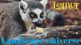 The Lemurs of Madagascar.