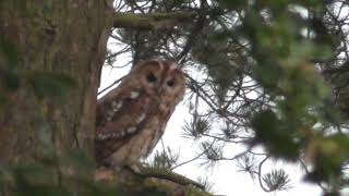 Tawny Owl in the Rain.      3