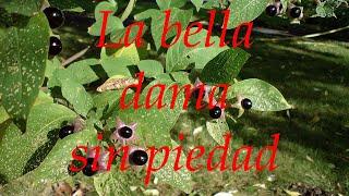 La bella dama sin piedad (experiencias con belladonna)