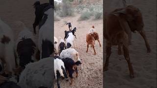 Goats are drinking water #ytshorts #wildlifeShorts #freedom #pets #goatfarm #formlife #shorts