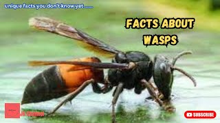 5 Unique Facts About Wasps, Unique facts you don't know yet…