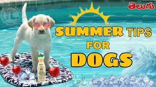 HOW TO TAKE CARE YOUR DOG IN SUMMER | Taju Logics