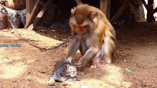 Sweet mommy Phimly and baby cat