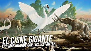 El "CISNE" Gigante