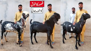 Beautiful Amritsari Breeder Goats & Milking Goats Of Kashif Bhai Kasur 2023