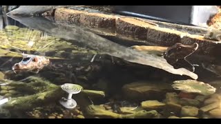 Talking with the Dwarf Caiman about the Filtration and Life Plants Paludarium