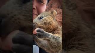 A happy well fed quokka