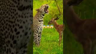 Forest ll Animal ll🦌🐆😱😱#viralvideo #trendingvideo #shortsfeed #trendingshorts #forest #animals