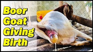 goat giving birth to a baby | bakri nai bachy deye |