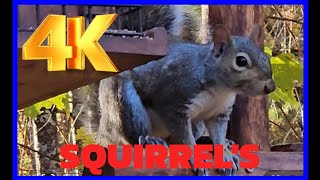 4K Squirrels #squirreladventures #cute #wildlife #birder # redsquirrel