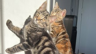 Kittens learning to use their paws