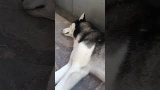 #хаскивидео #husky #собака #хаскитакиехаски #хаски #siberianhusky