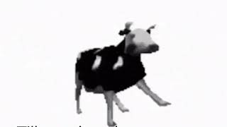 跳舞的波蘭牛   Dancing Polish Cow