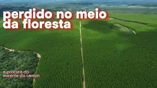 perdido no meio da floresta