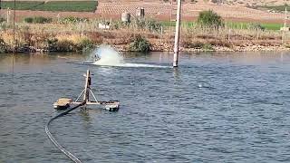 Fish Feeding, fish ponds at Kibbutz Nir David