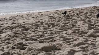 Day at the beach ruined by phone call (6/23/17)