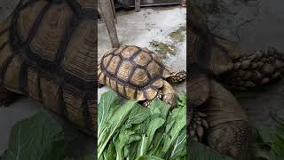 Kura sulcata terbesar ini bernama kiku part 15 #shorts #animals