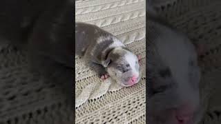 Blue/Gray Merle Female 1 week old Bully Puppy Available For Sale