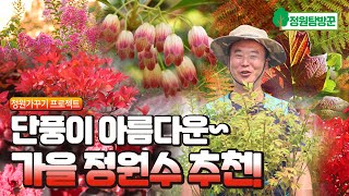 단풍이 아름다운 가을 정원수 추천!!  우리집 정원가꾸기에 적합한 베스트 단풍 정원수를 엄선하여 추천해드립니다.(전국택배가능)