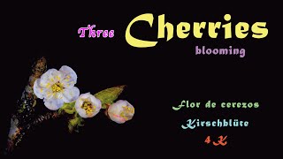 Blooming cherry tree, blühender Kirschbaum, flor de cerezo, 4K, trilingual