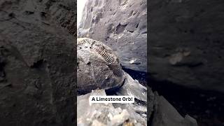 We Found A Fossil Inside A Limestone ORB!