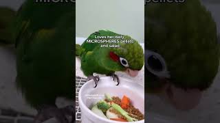 Hoffman conure Sulphur-winged parakeet Pyrrhura hoffmanni Cute pet #birds