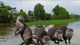 Melihat Kelucuan Berang2 yang berada di pinggir sungai dan Fakta menarik tentang berang2