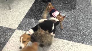 Petco puppy play time