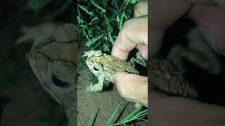 Amazing frog video #frog #shorts