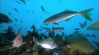 Hippolyte Rock Tasmania,  Striped Trumpeter, Jackass Morwong, Crayfish