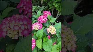 꽃송이가 풍성한 수국.Beautiful  Hydrangea flower.😁