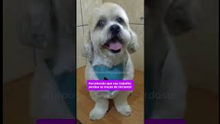 Será que meu trabalho mudou ao longo dos anos?? O que você acha? #pets #cachorro #grooming