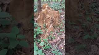 উই ঢিবি | Ant-hill In The Forest🌳 #short #bangladesh