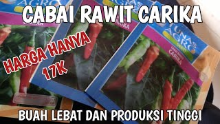 CABAI RAWIT CARIKA DENGAN TIPE BUAH MENGGANTUNG PANJANG#cabairawit #cabaiori#cabaikeriting#cabai