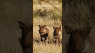 Warthogs in the Wild: Mesmerizing Wildlife Portraits