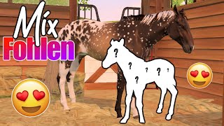 wir züchten die 🅴🆁🆂🆃🅴🅽 MIX-FOHLEN 🐴🧬 Rival Stars Horse Racing