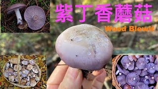 野生紫丁香/怎樣識別有著奇異花香的野生菌, 和相似毒菌的對比，怎樣尋找這種蘑菇在什麼季節裡生長。