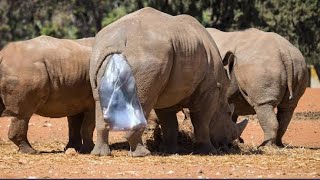 Rhino giving birth to a baby