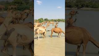 Movements in the camel pond #shorts #youtubeshorts #shortsvideo