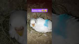 Thanjavur😂🤣 subscribe please ❤️ #husbandsothanaigal #funny_chicken #kozhi_koothugal #birds #funny