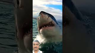 Big Size Shark is Jump 🙆‍♂️😮 #shark #fish #biggfish #bigsize #viralvideo #shortsvideo