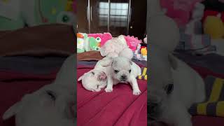 Cute puppies playing ❤️