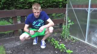 Sowing Carrots | Jack Shilley