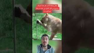 هجوم الاسد على الطفل #explore #viral #foryou #fypシ #حيوانات #حيوانات_برية #طفل #عالم_الحيوانات