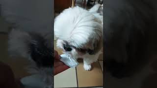 Healthy shihtzu love yoghurt #puppy #foodlover #viralreels