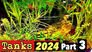 My Aquatic Paradise! PART 3 -Fish Tank Tour 2024--  NEW FISH, Plants, and PLANS FOR SPRING!