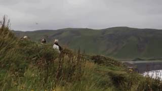 Walking puffins