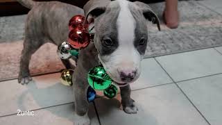 Drax the Blue Nose Pitbull puppy runs around and plays with jingle bell necklace