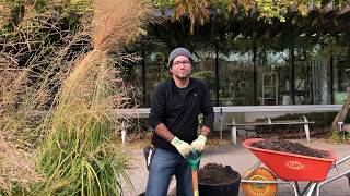 Planting Bulbs around Ornamental Grasses