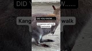 Did you know this about kangaroos? 🦘